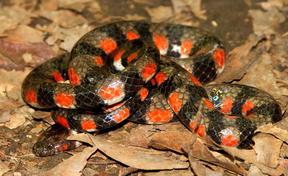 10164219serpiente-agua-Sernanp-Peru-Efe