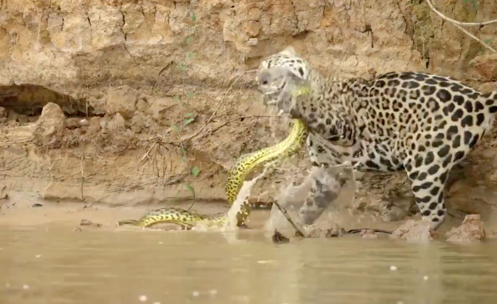 1021251Leopardo-Serpiente-Hostil