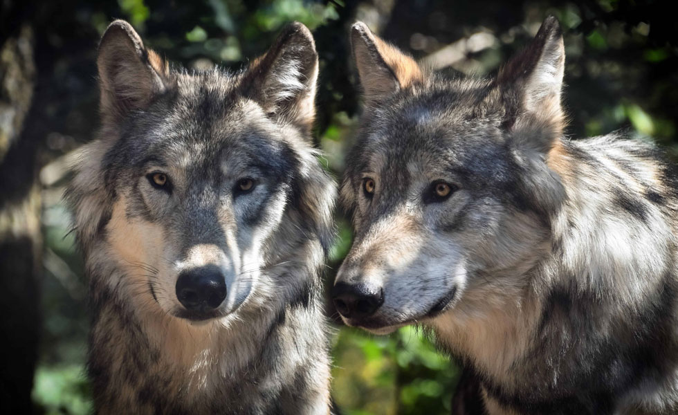 Los lobos son más prosociales que los perros de jauría - CABLENOTICIAS