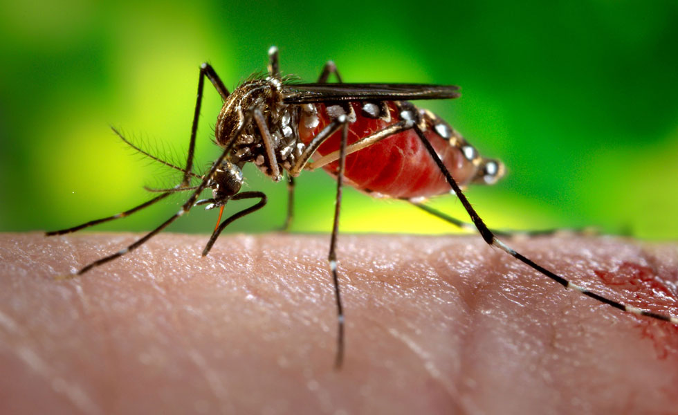 1165153Aedes-Egipty-Zika-Mosquito-GSDU