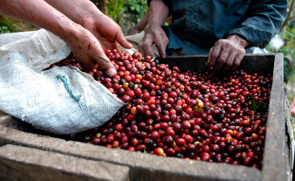 Producción de café cae un 13 % en marzo y se cotiza por debajo de los $2 millones