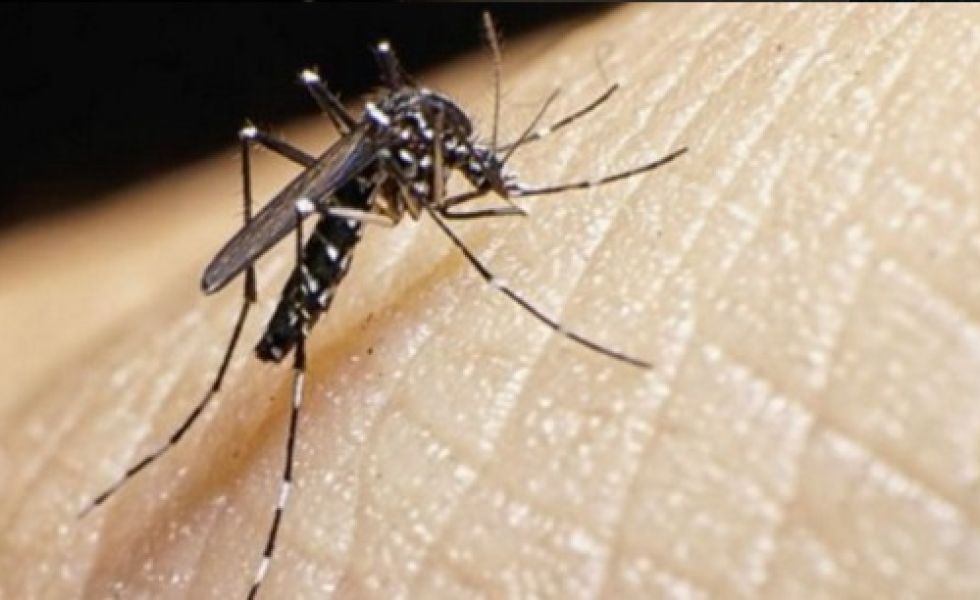 14123635Mosquito-Sika-Dengue-Virus