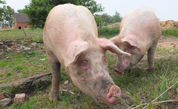 Resultado de imagen de Científicos chinos encuentran mutación en virus de peste porcina africana
