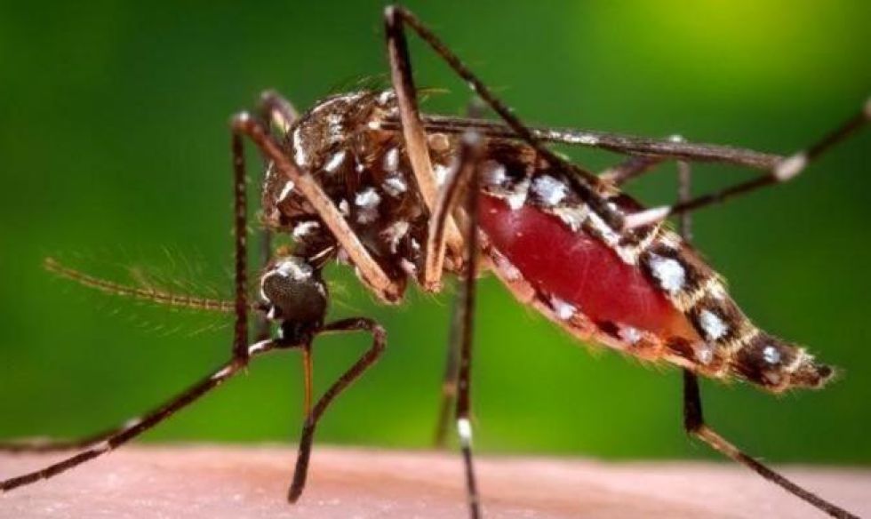 27201716Mosquitos.Antioquia