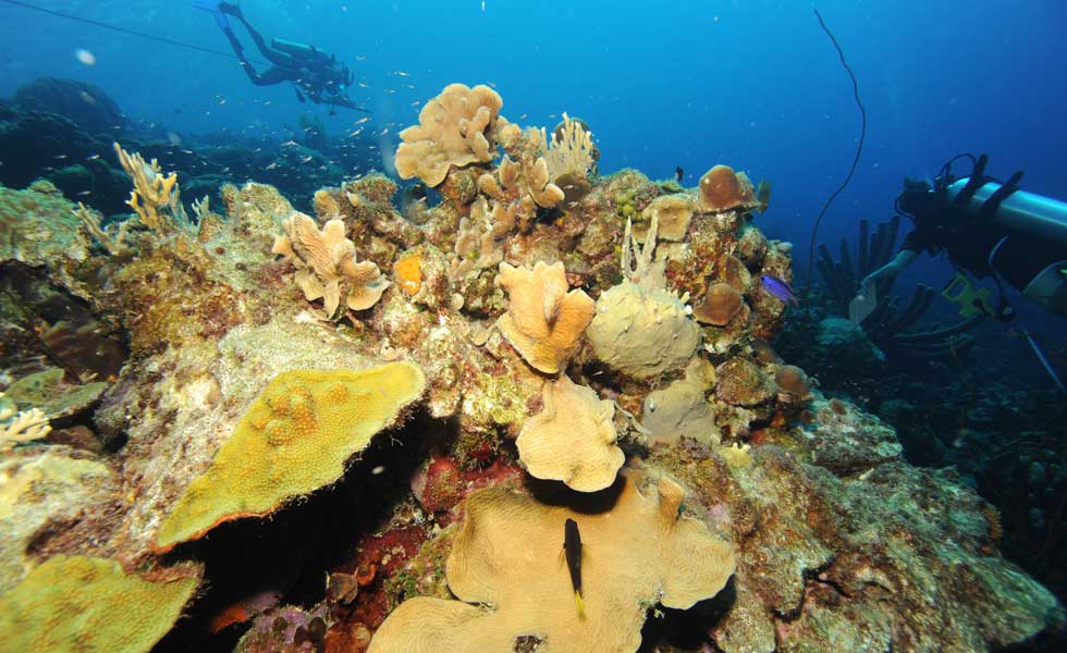 8115427Oceano-Corales-Mar-Dano-Calor