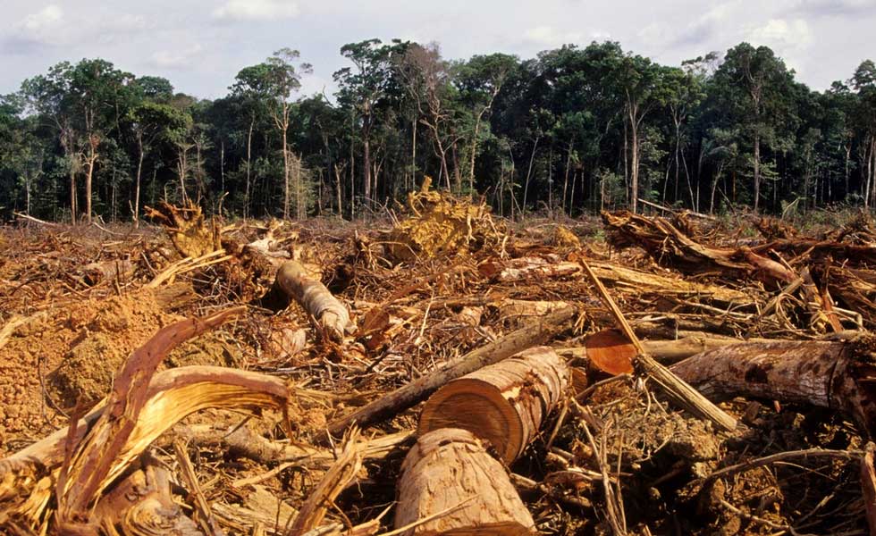 Crisis climática y deforestación amenazan áreas naturales clave del país