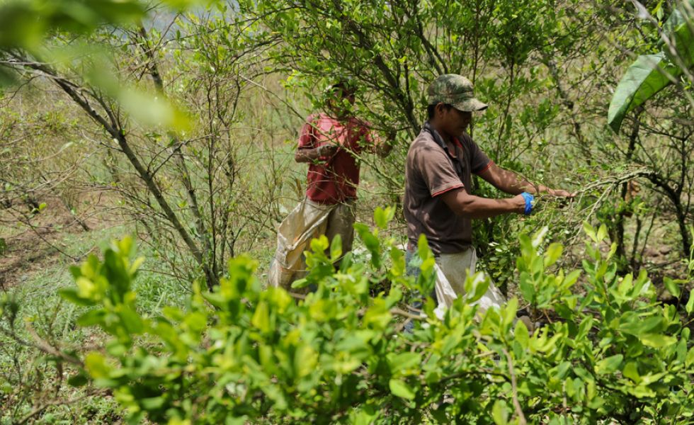 En la zona de Tibú también existe un conflicto social derivado justamente del cultivo de coca.