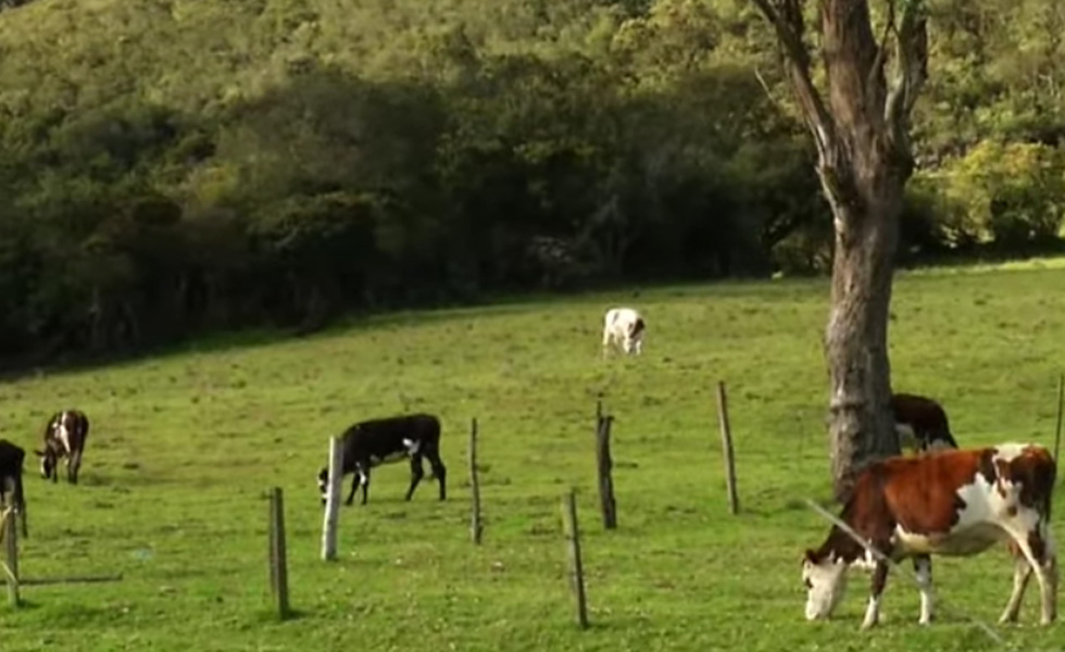 20171831Robo-Ganado-Banda-Vacas