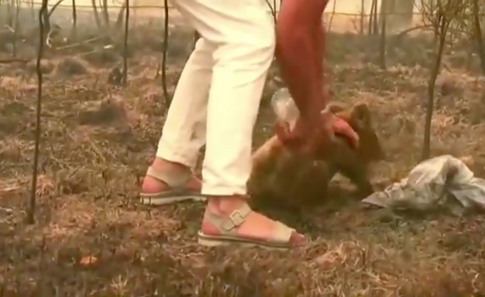 Koala-Incendio-Australia-Video