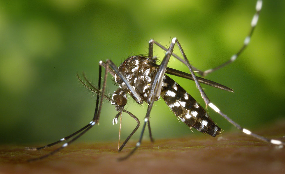 Mosquito-Dengue-GSDU