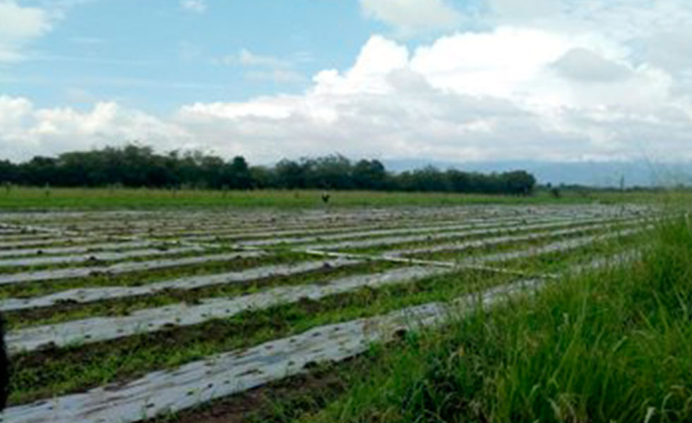 Valle-Del-Cauca-Restitucion-Cultivo-Arroz-Tw