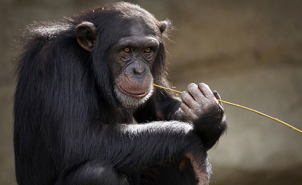Chimpance-Mono-Animal-GSDU