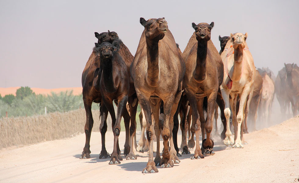 Camellos-GSDU