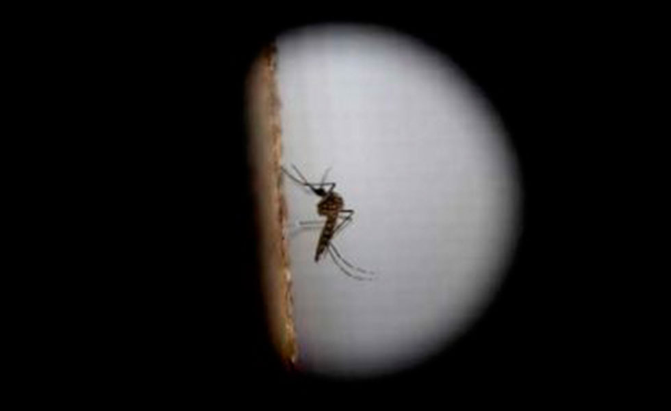 mosquito-dengue-efe