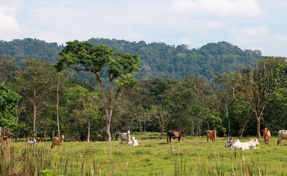 ganado-amazonas-mongabay-latam-vacas