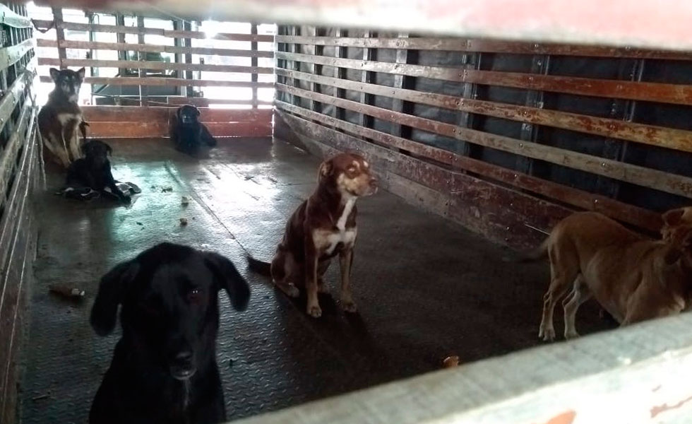 perros-camion-usme-denuncia-tw1