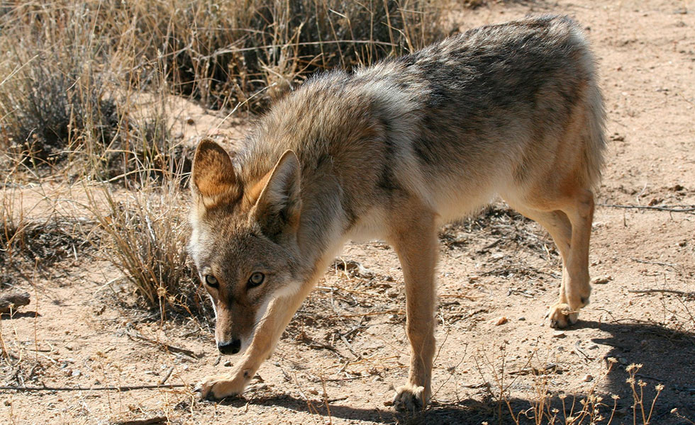 coyote-canino-gsdu