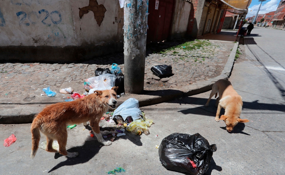 perros-callejeros-bolivia-alimento-efe