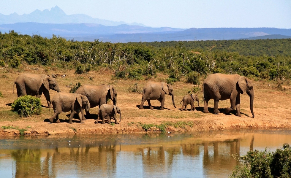 elefantes-africa-gsdu