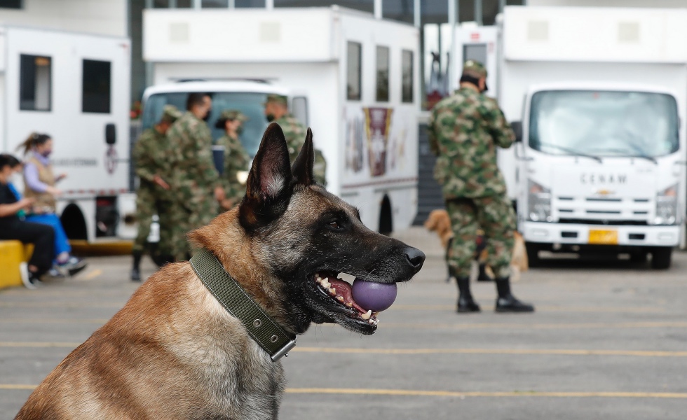 BOG600. BOGOTÁ (COLOMBIA), 15/07/2020.- Un perro detector de explosivos sostiene una pelota junto a las ambulancias donadas por el empresario Howard Buffett, este miércoles en Bogotá (Colombia). Una donación de 650 millones de pesos fue destinada a la salud de los caninos que trabajan con las fuerzas armadas colombianas en las zonas de combate. EFE/ Mauricio Dueñas Castañeda