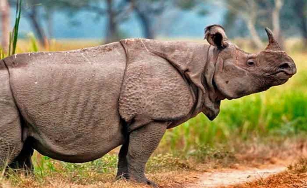 rinoceronte-malasia-efe