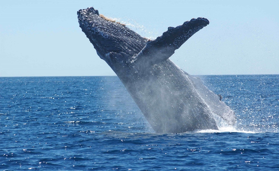 ballenas-agua-mar-gsdu