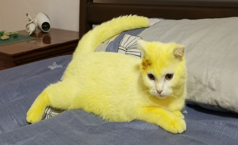 gato-amarillo-curcuma-fb