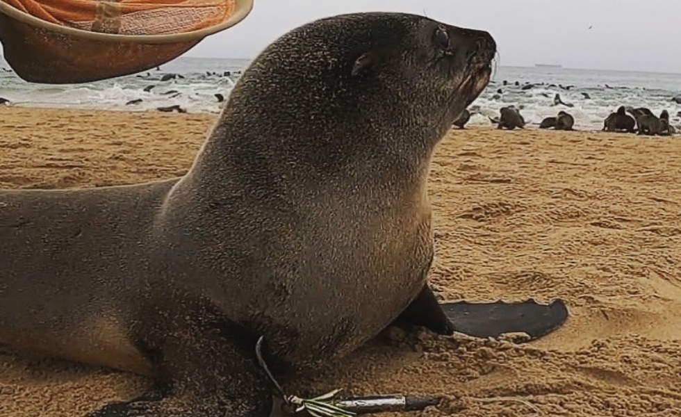 foca-animal-playas-namibia-ocean-conservation-ig