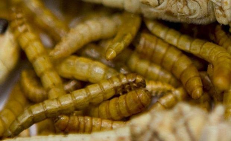 gusanos-insectos-larvas-efe