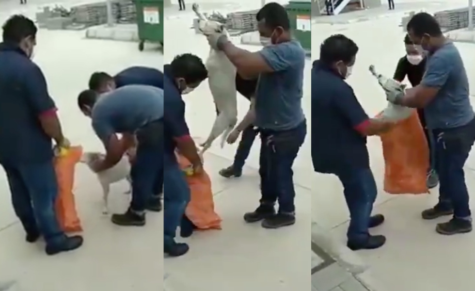 perros-sena-bolsas-dopaje-malambo-video (1) (1)