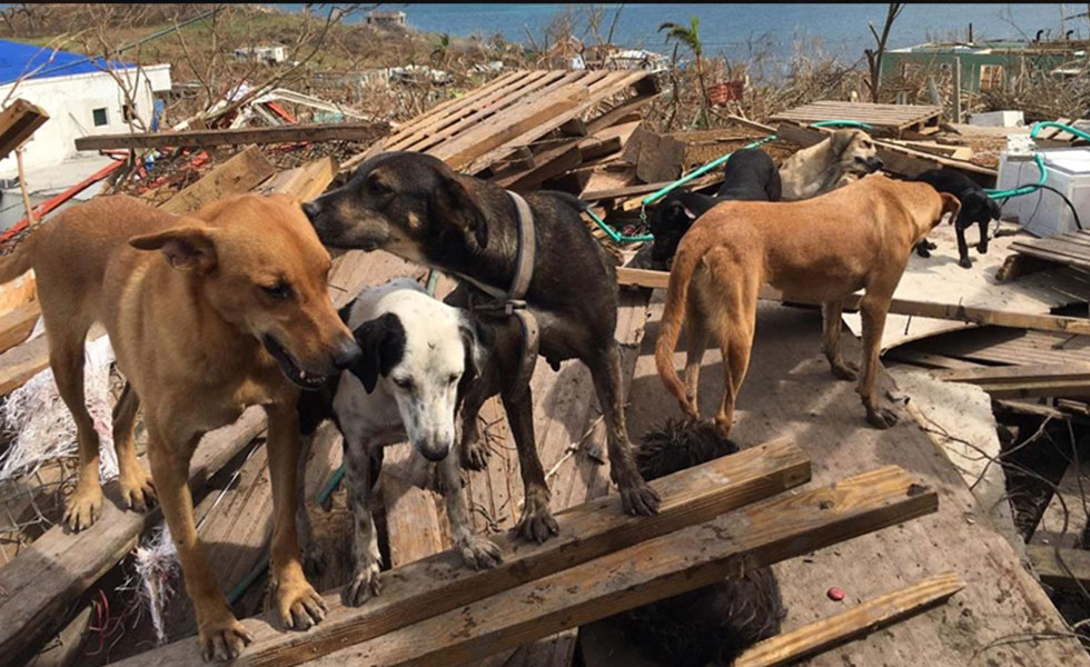 ANIMALES-PROVIDENCIA