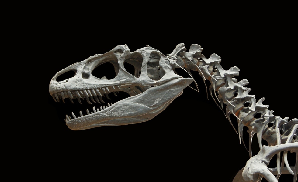 Dinosaurio esqueleto