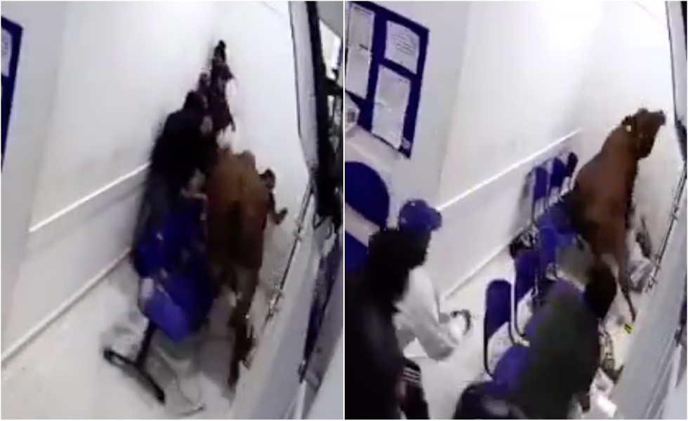 Vodeo-Vaca-Embiste-Personas-