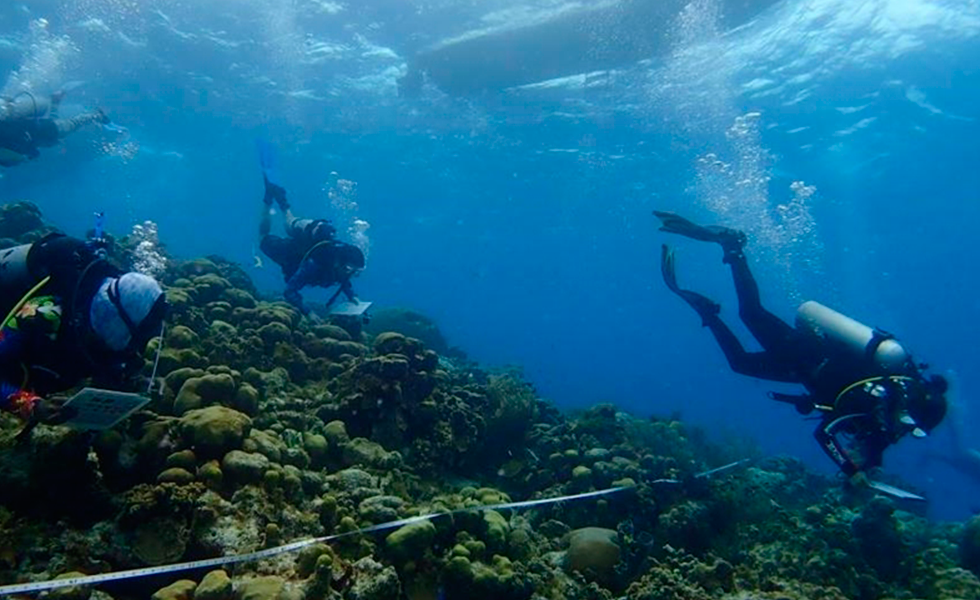 ARCHIPIÉLAGO DE SAN ANDRÉS, COLOMBIA: Un grupo de buzos realiza un monitoreo de arrecifes coralinos de las islas de Providencia y Santa Catalina, Colombia, en marzo de 2021. (Corales de Paz - Handout - Agencia Anadolu).