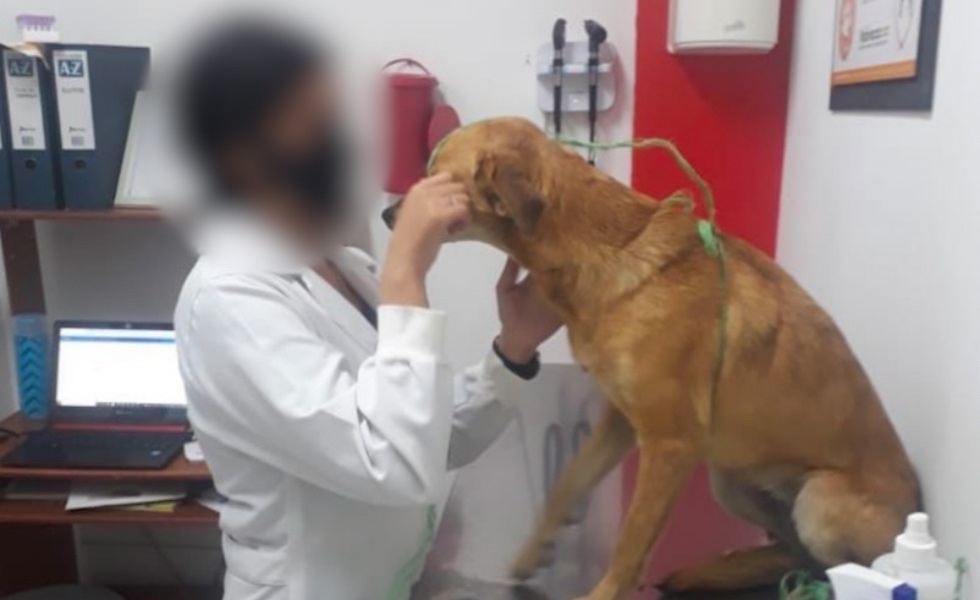 Hombre Agredió A Una Perrita Para Realizarle Actos Sexuales En Valle Cablenoticias 2264