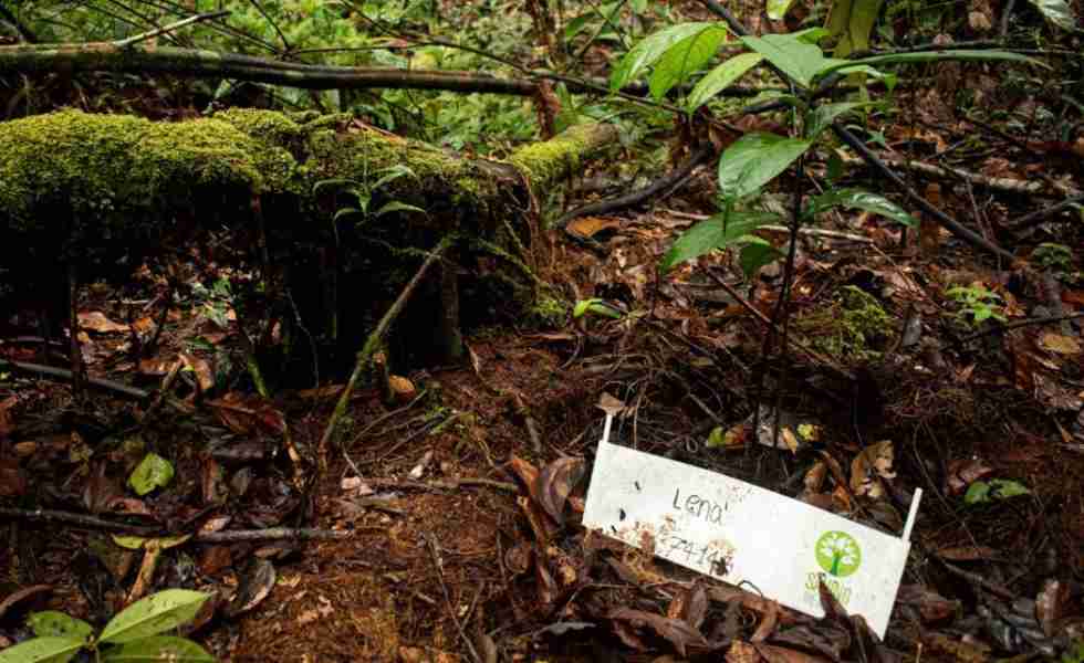 Agrocampo sembrará mil árboles en el Amazonas