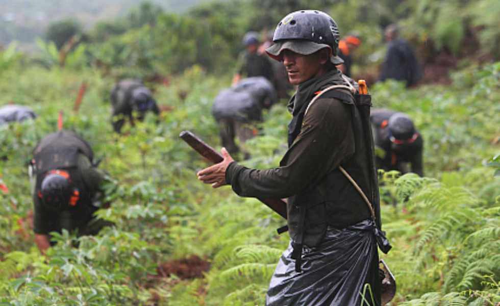 EEUU está "muy preocupado" por el aumento de cultivos de coca en Colombia