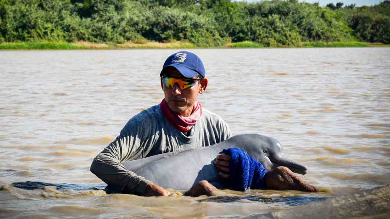 Delfines rosados