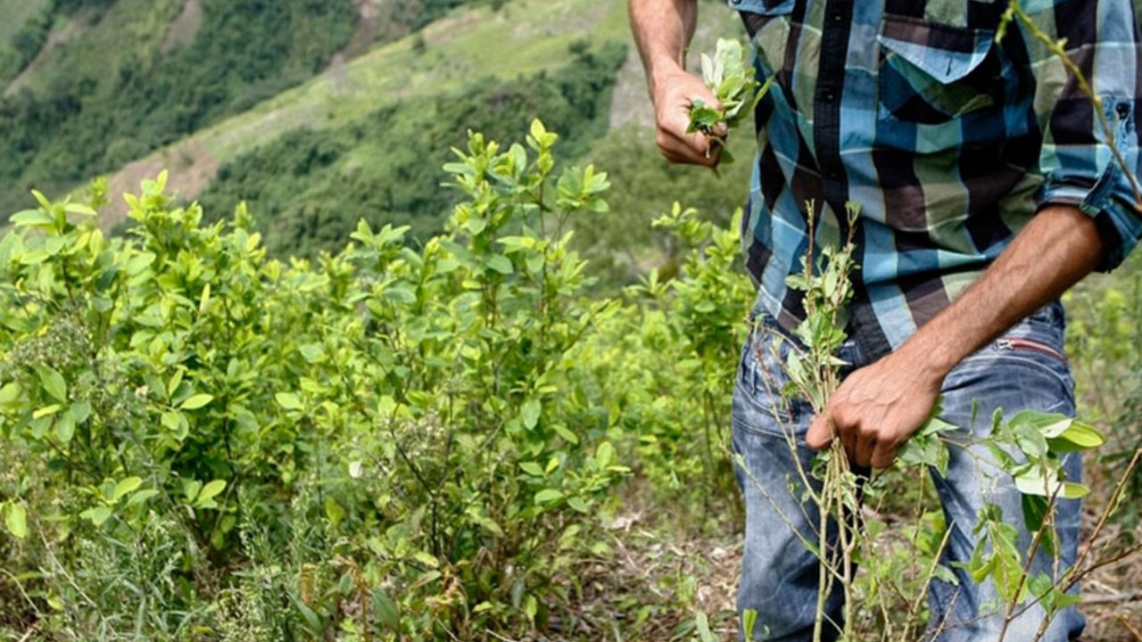 Erradicación voluntaria, la fórmula del Gobierno Petro para bajar a la mitad los cultivos de coca.