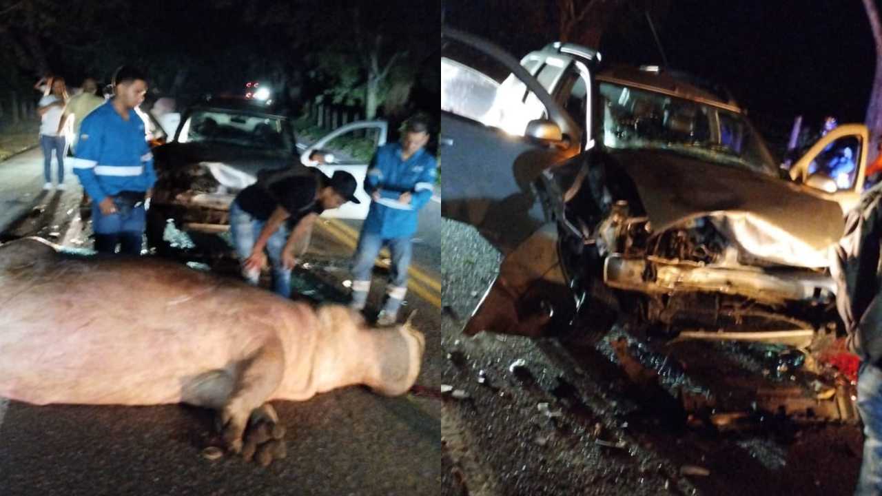 Murió hipopótamo que protagonizó grave accidente en vía Medellín - Bogotá