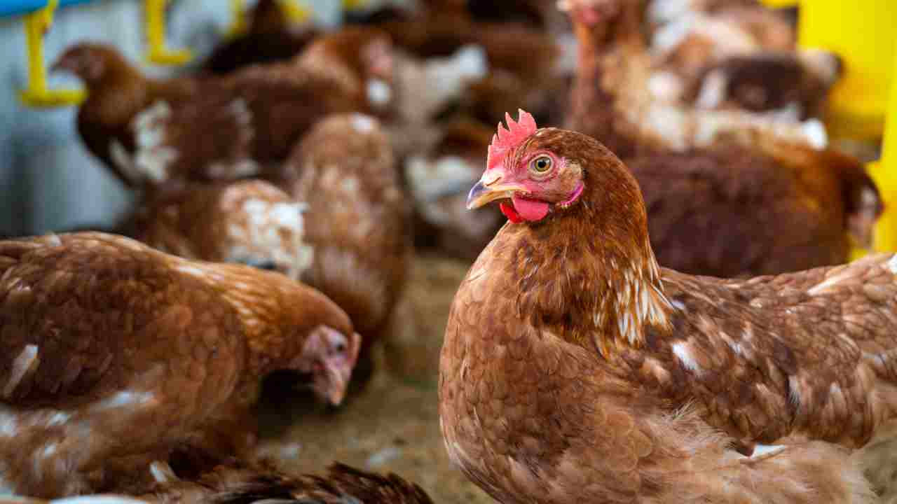 Advierten posible nueva crisis de gripe aviar para 2024
