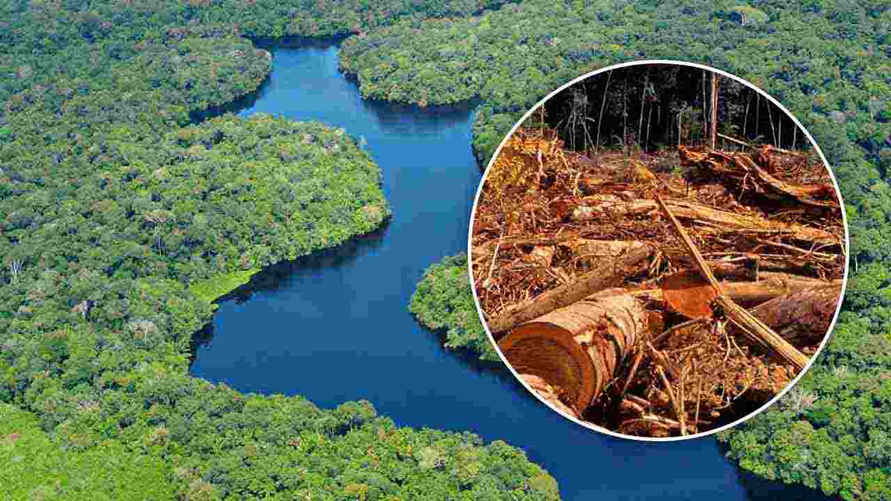 grave problemática de deforestación en la Amazonía